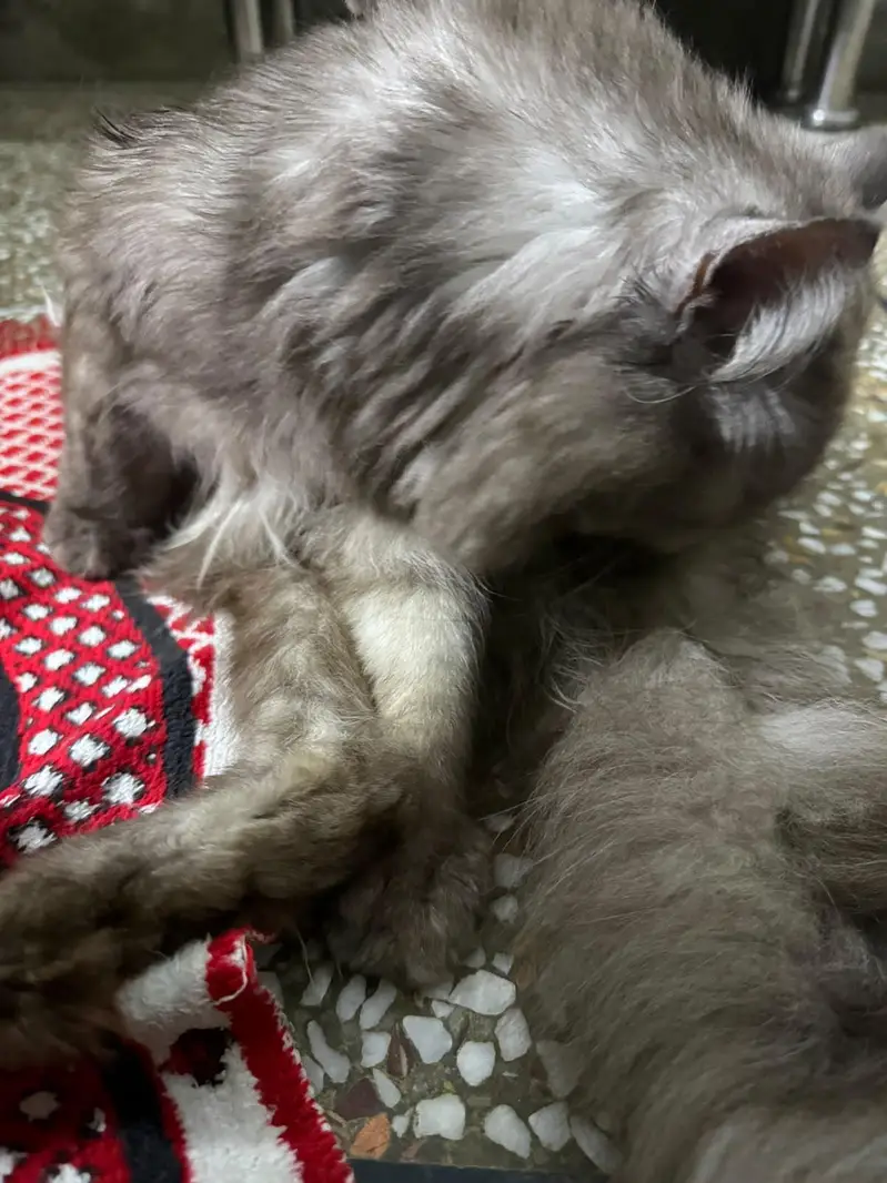 beautiful grey cat — photo 5