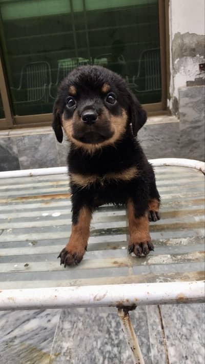 Rottweiler female pups - Islamabad