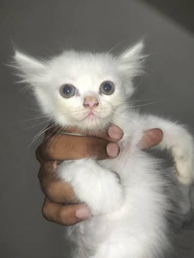 Persian kittens punch face