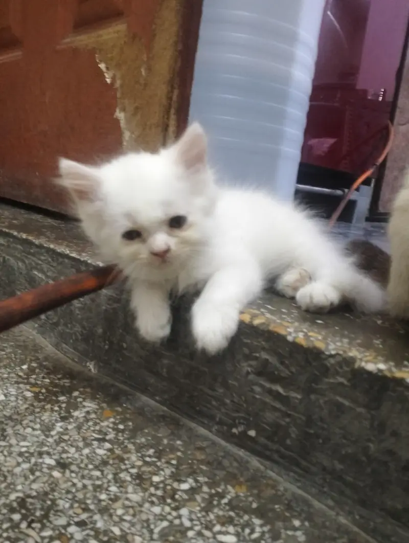 Persian kittens punch face — photo 2