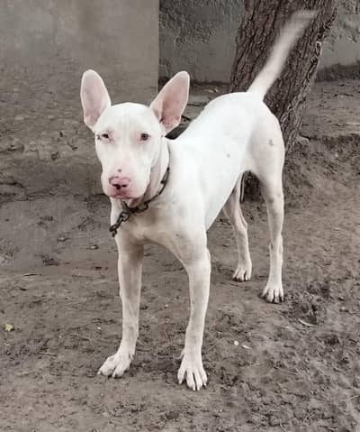 bulteior dog