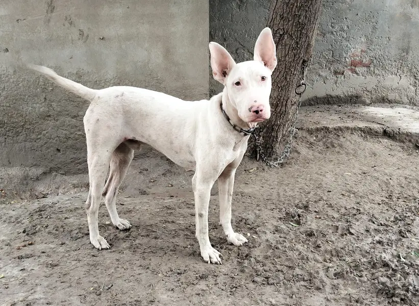 bulteior dog — photo 2