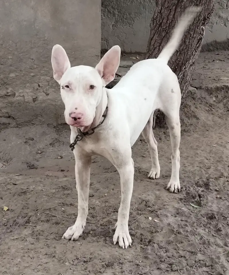 bulteior dog — photo 3