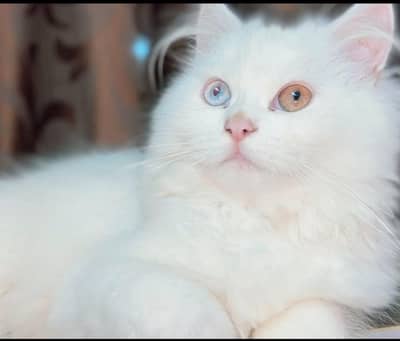 persion cat triple coated Oad Eyes female
