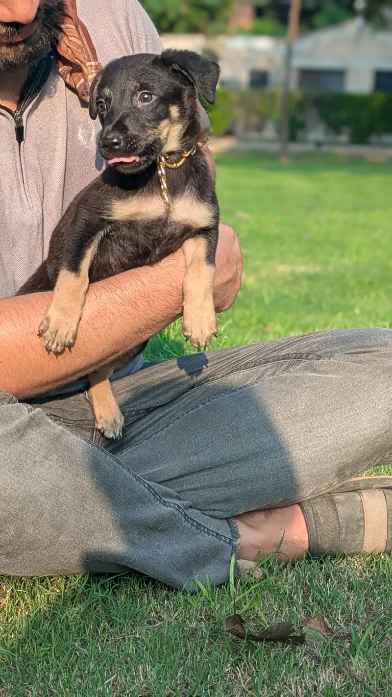 Rottweiler female puppy active and trained puppy potty traind