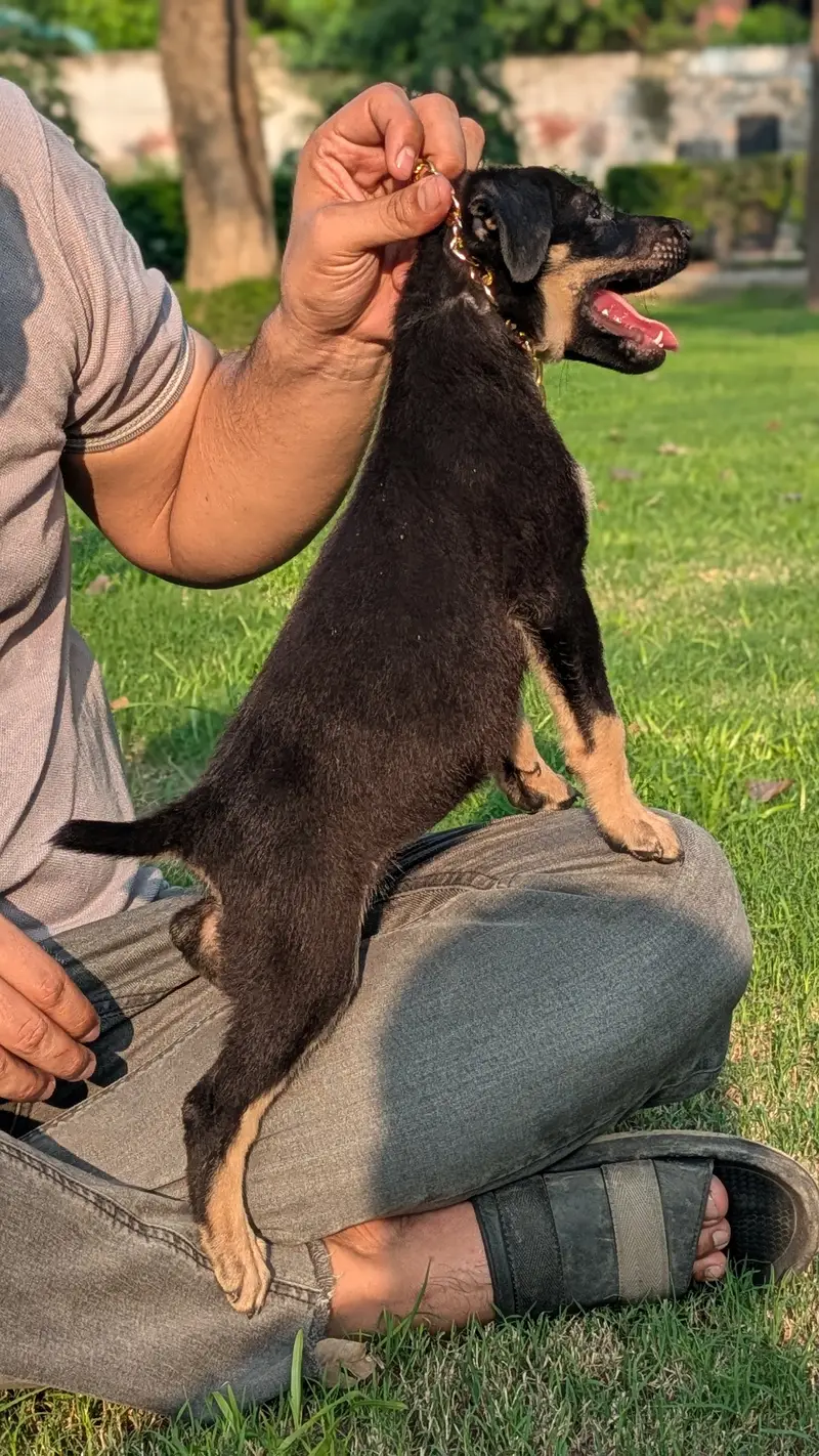 Rottweiler female puppy active and trained puppy potty traind — photo 2