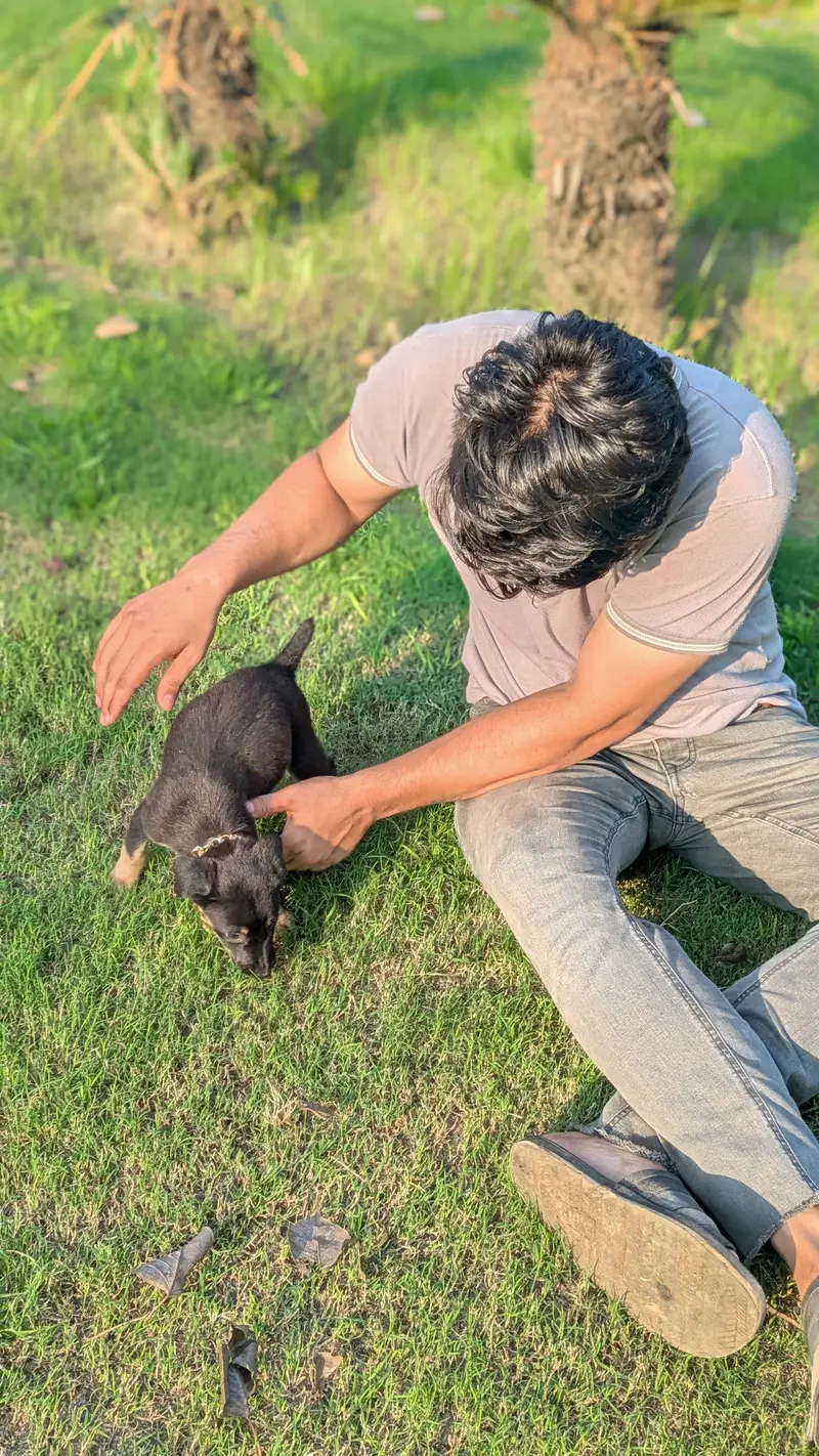 Rottweiler female puppy active and trained puppy potty traind — photo 3