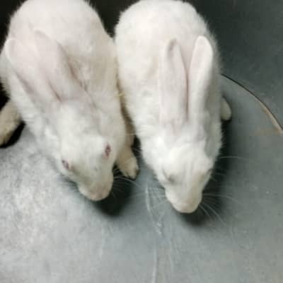 rabbits for sale