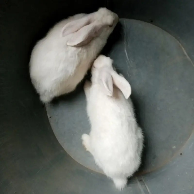 rabbits for sale — photo 2