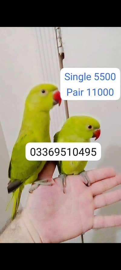 Single 5500 pair 11000 Green ringneck parrots handtame