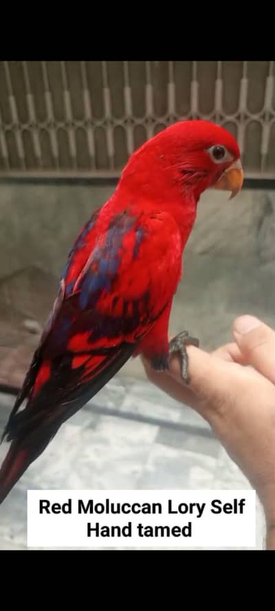 Red Moluccan Lory | Sunconure | Lovebirds | Blue Cinnamon | Turquoise