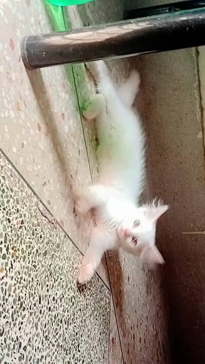 A female kitten age 2 months persian number( 03390056730)