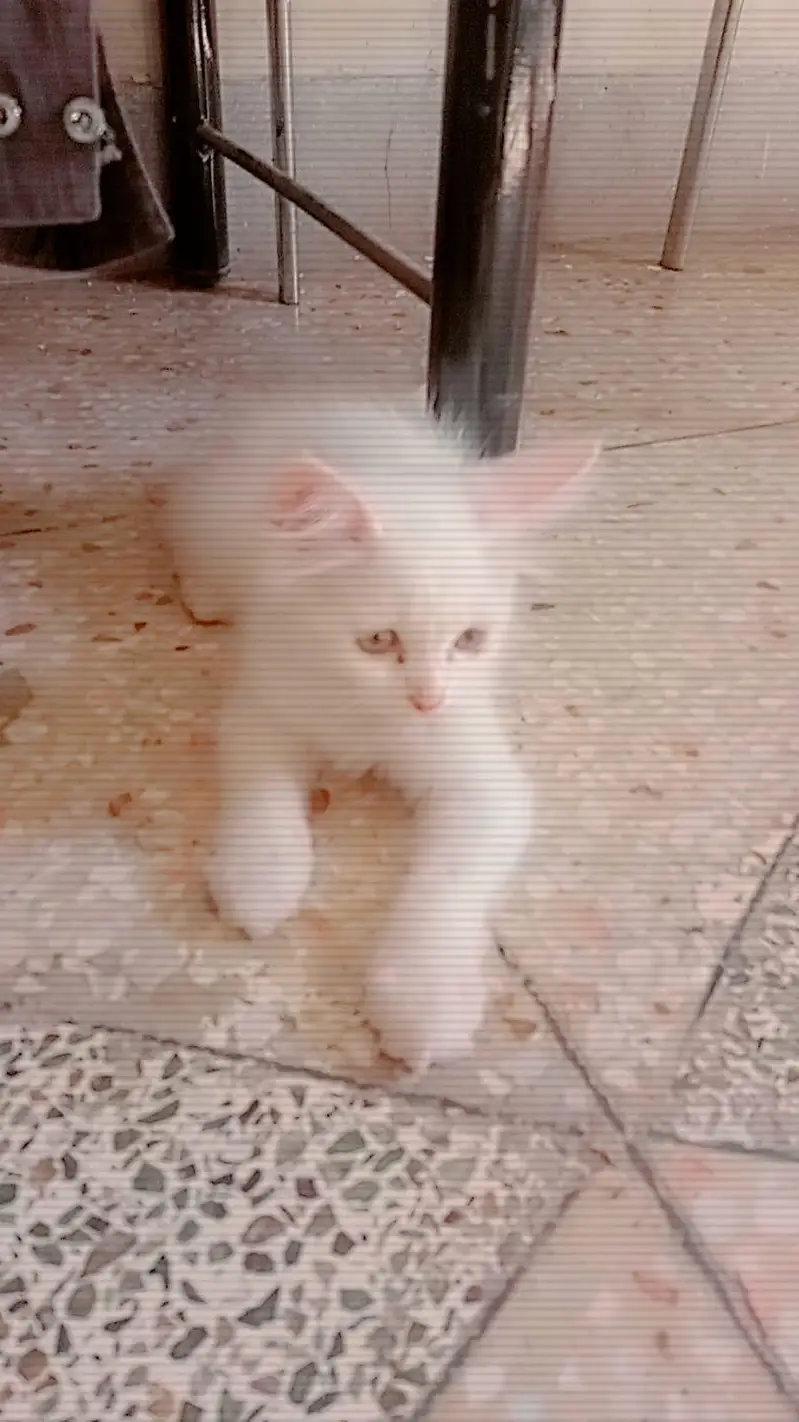 A female kitten age 2 months persian number( 03390056730) — photo 2