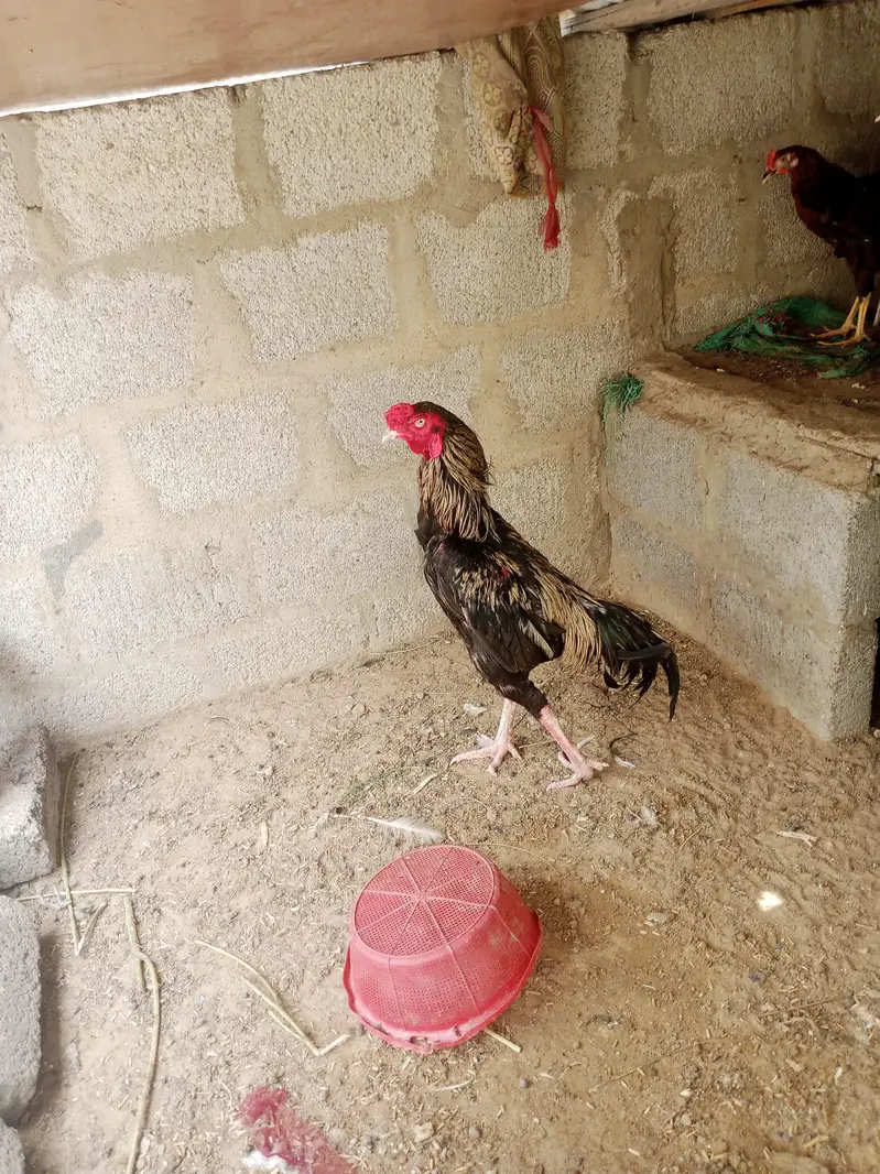 Aseel jawa — photo 2