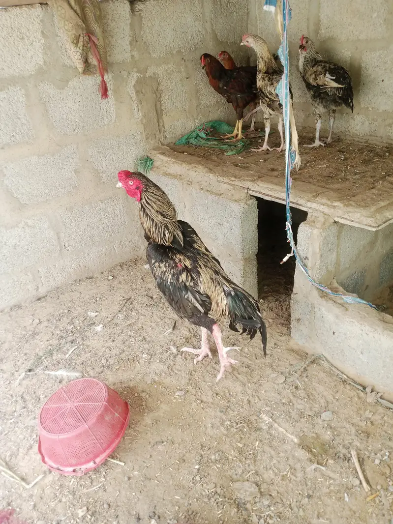 Aseel jawa — photo 3