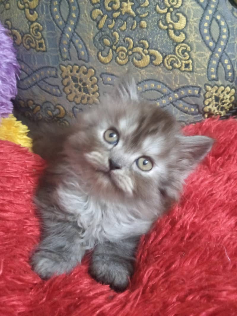 persian 0