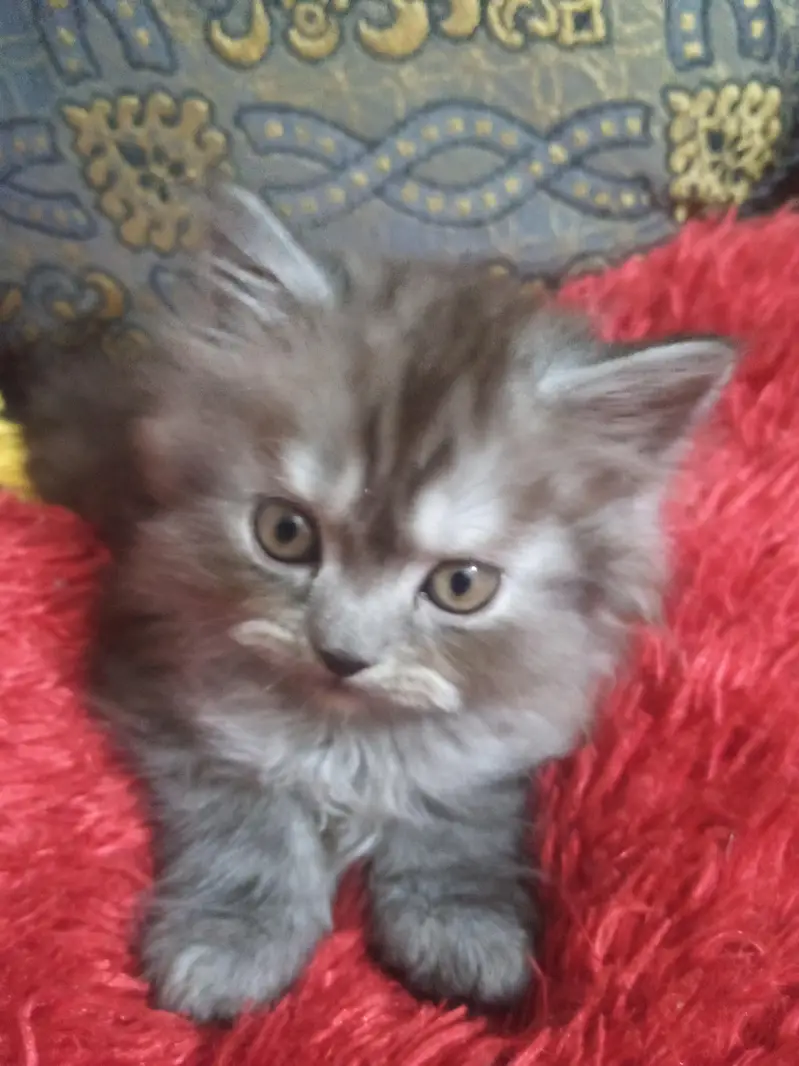 persian — photo 3