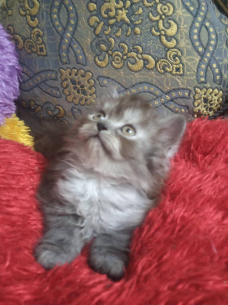 persian 3