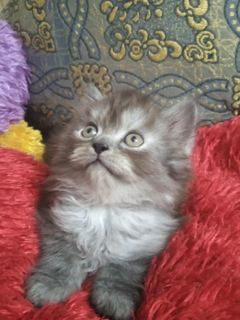 persian — photo 5