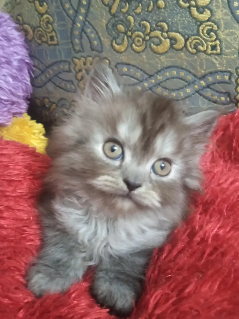 persian — photo 6