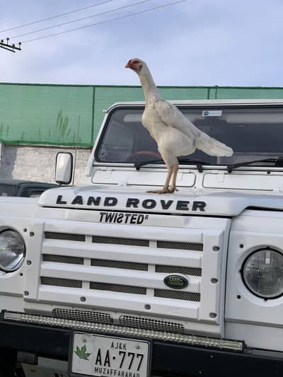 Quality Shamo Female Egg laying