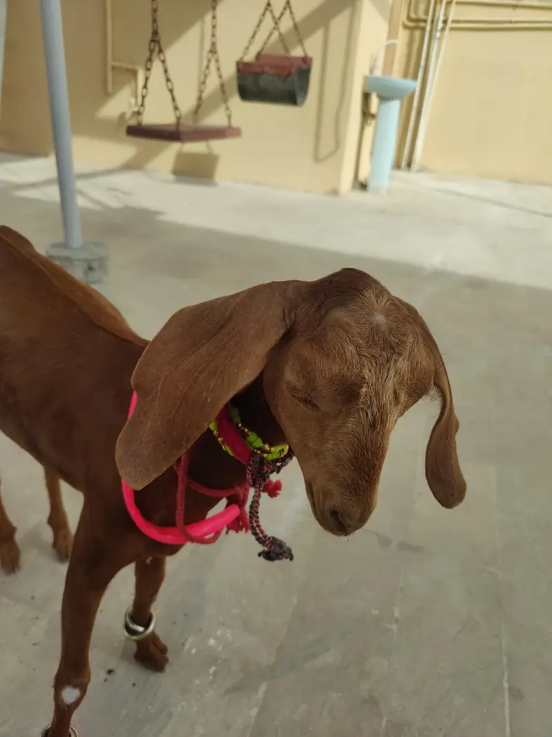 tapri female bacha — photo 3
