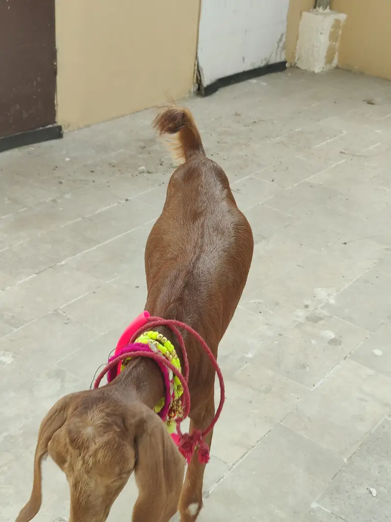 tapri female bacha — photo 9