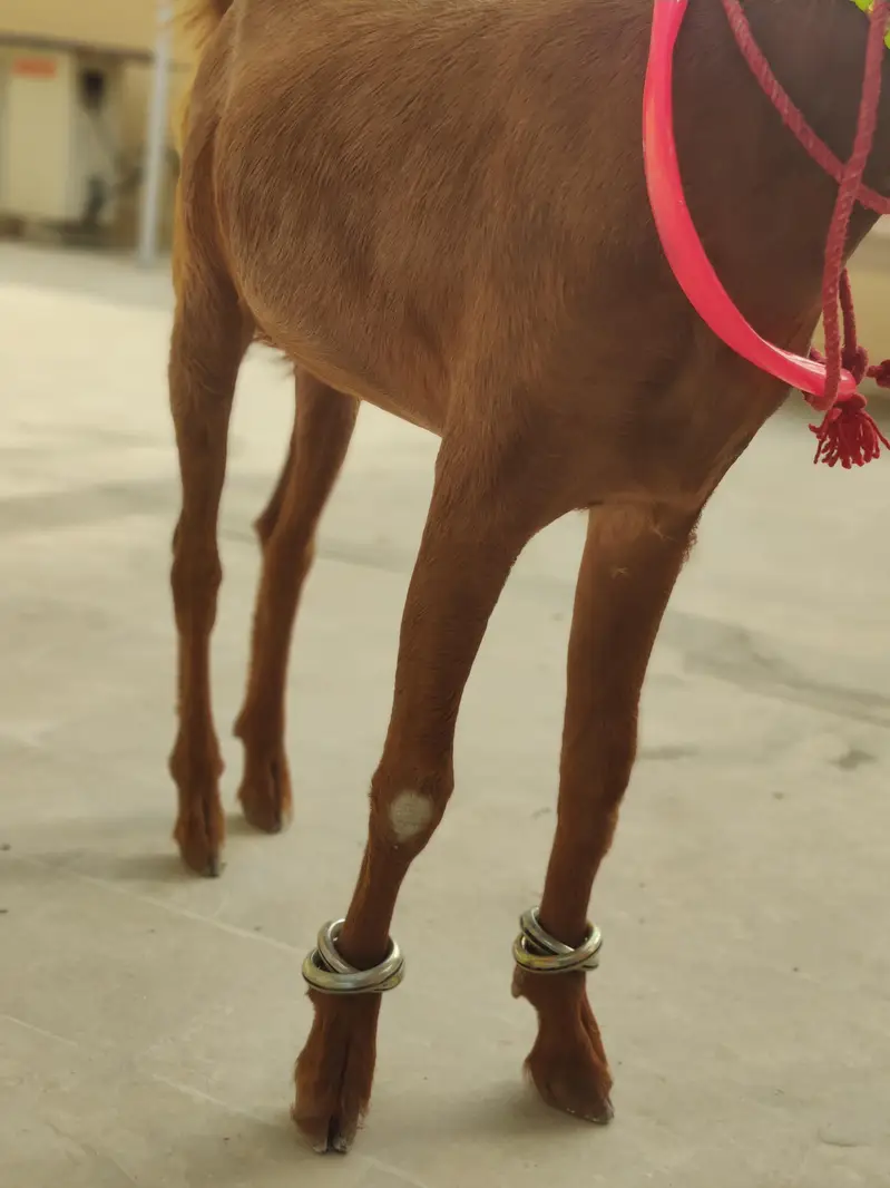 tapri female bacha — photo 10