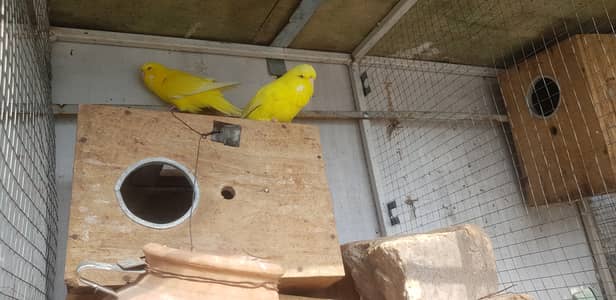 Exhibition budgies