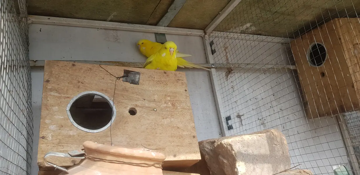 Exhibition budgies — photo 2