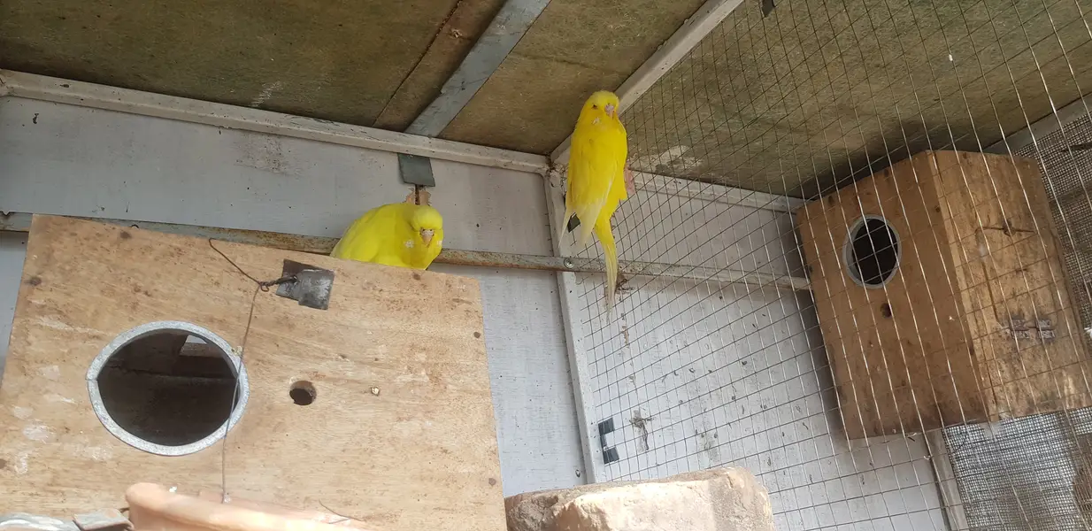 Exhibition budgies — photo 3