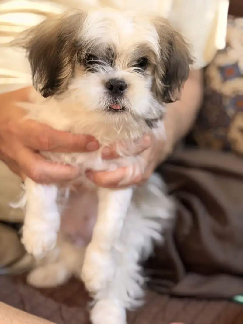 Sheetzu Long haired Dog Breed — photo 2