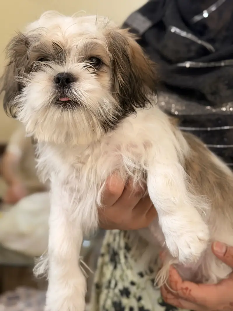 Sheetzu Long haired Dog Breed — photo 3