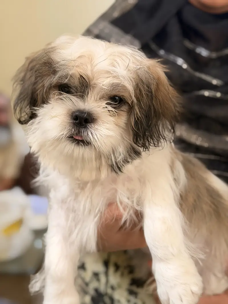 Sheetzu Long haired Dog Breed