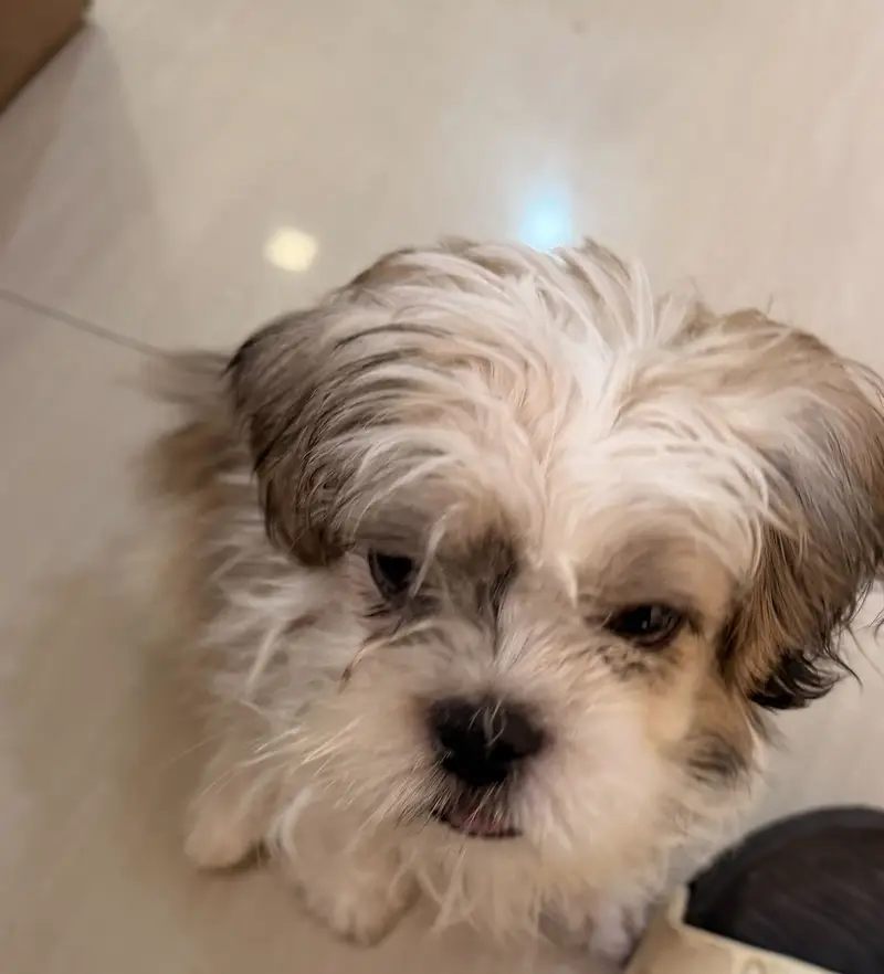 Sheetzu Long haired Dog Breed — photo 4