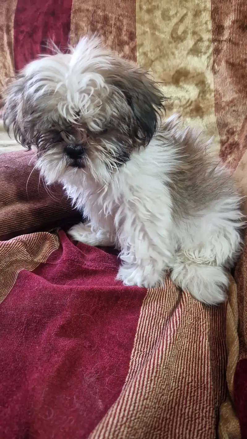 Sheetzu Long haired Dog Breed — photo 5