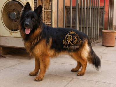 pedigree German Shepard male for sale