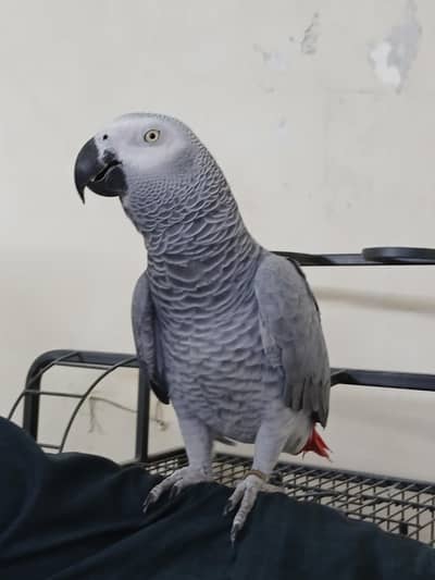 Congo size African grey for sale