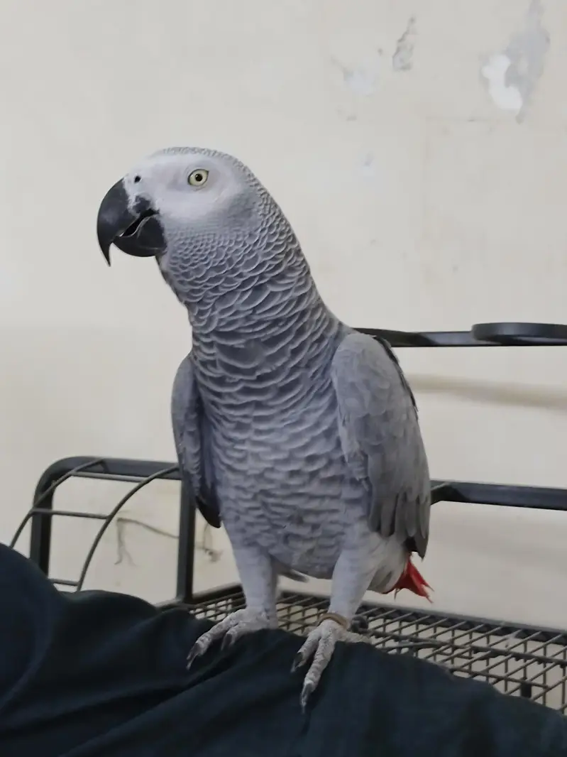 Congo size African grey for sale