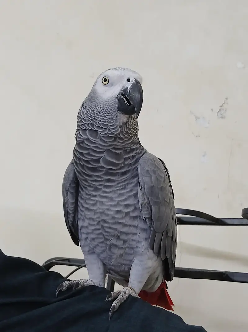 Congo size African grey for sale — photo 2