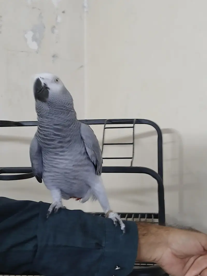 Congo size African grey for sale — photo 3