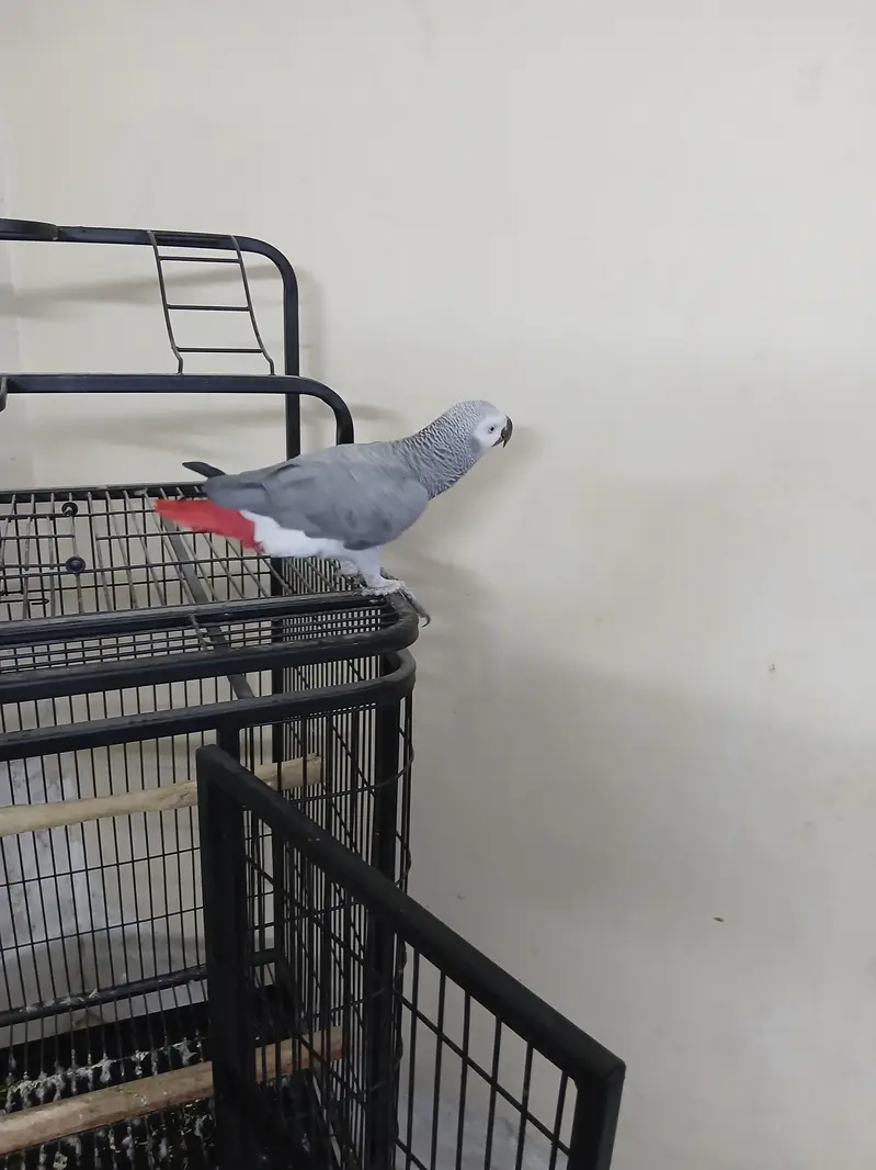 Congo size African grey for sale — photo 4