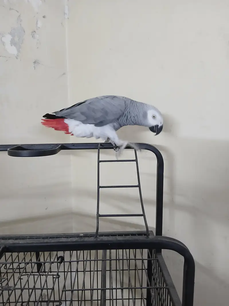 Congo size African grey for sale — photo 5