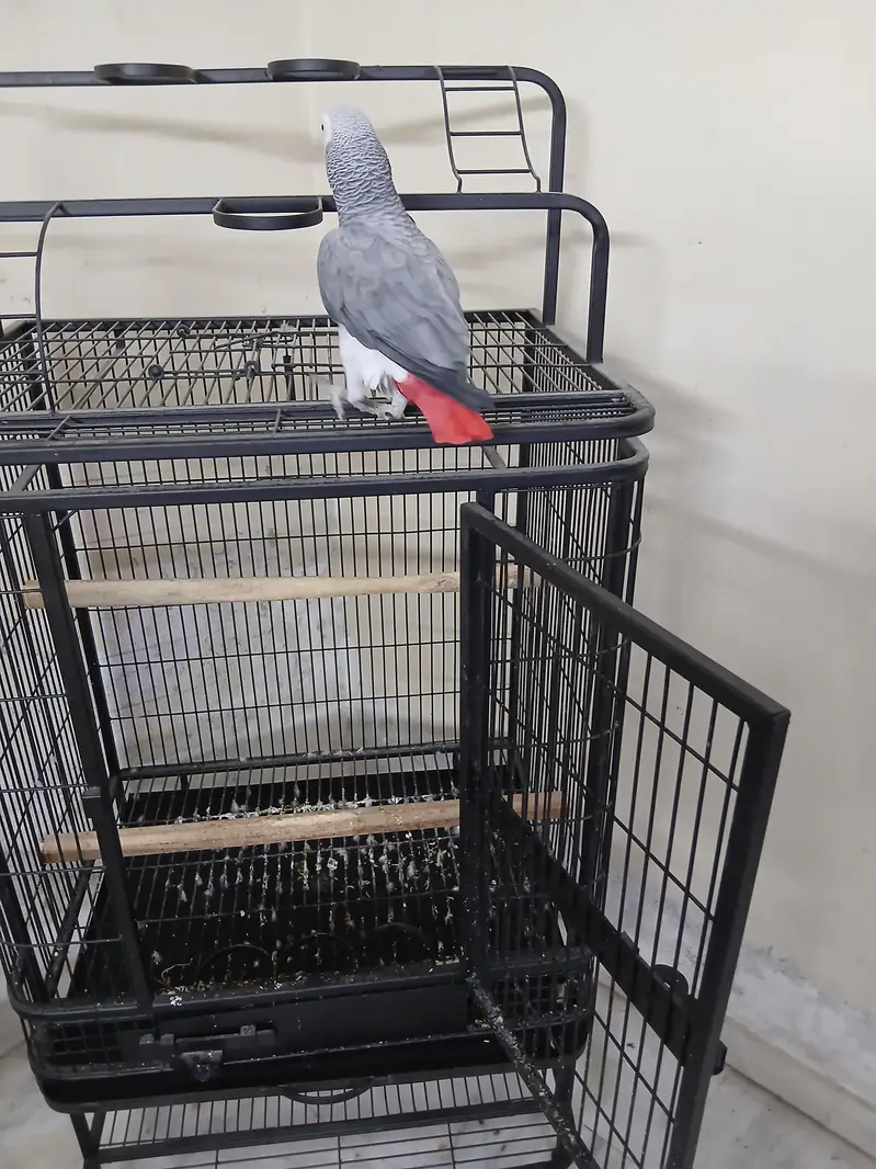 Congo size African grey for sale — photo 6