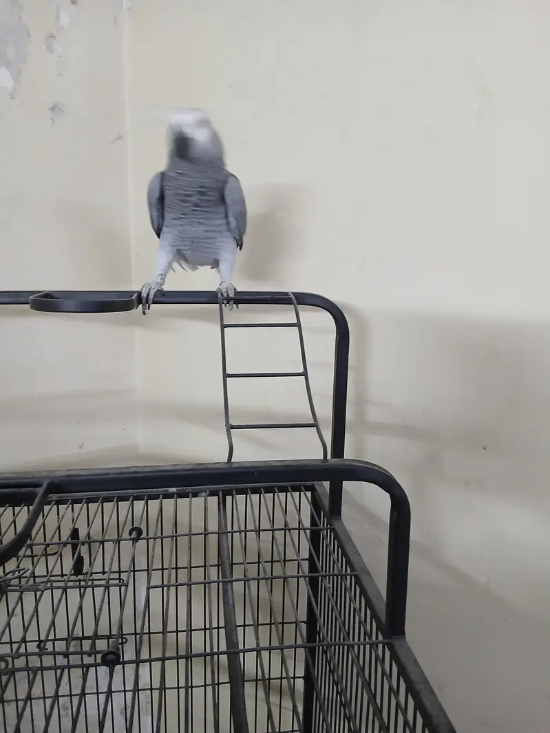 Congo size African grey for sale — photo 7