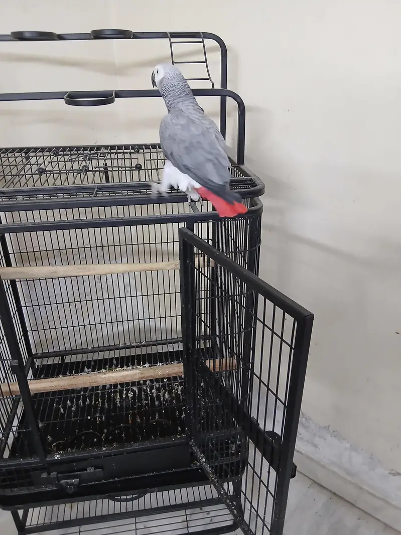 Congo size African grey for sale — photo 8