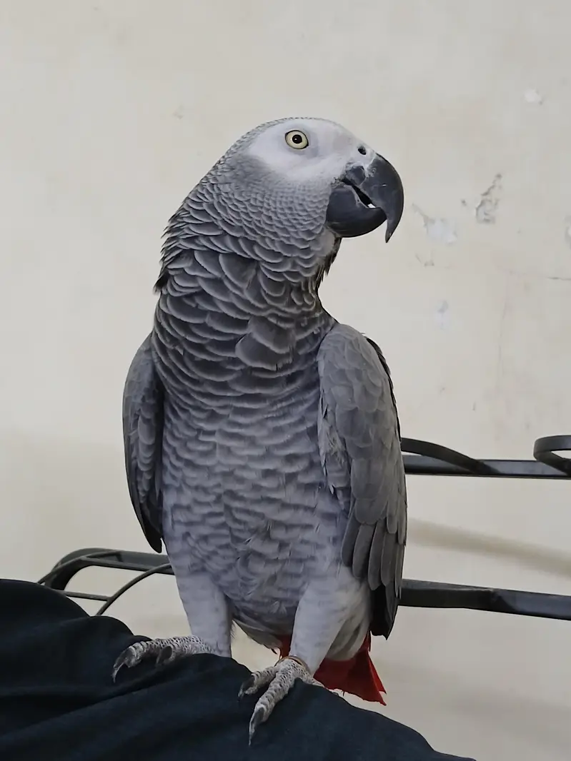 Congo size African grey for sale — photo 9