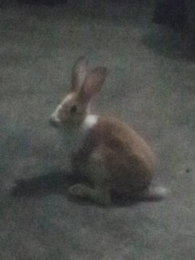 Female Rabbit