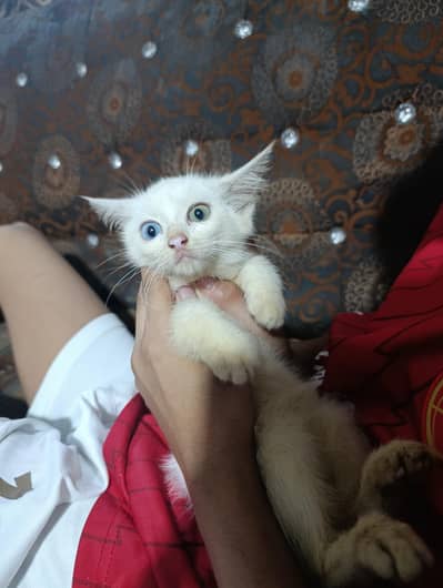 Persian Kitten