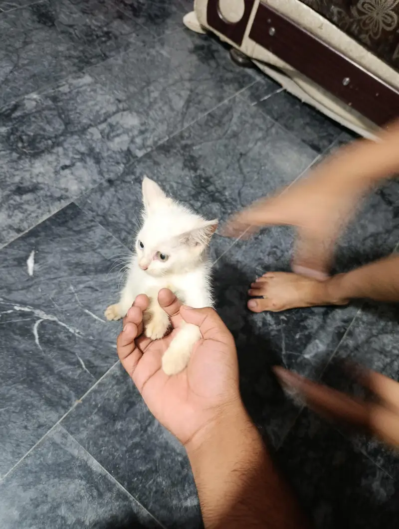 Persian Kitten — photo 2
